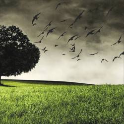 Midnight In America : The Homecoming